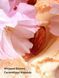 Увлажняющий лосьон для тела Velvet Petals Brulee