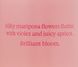 Парфюмированый мист для тела Bright Mariposa Apricot от Victoria's Secret