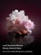 Спрей-мист для тела Velvet Petals Intense Victoria's Secret